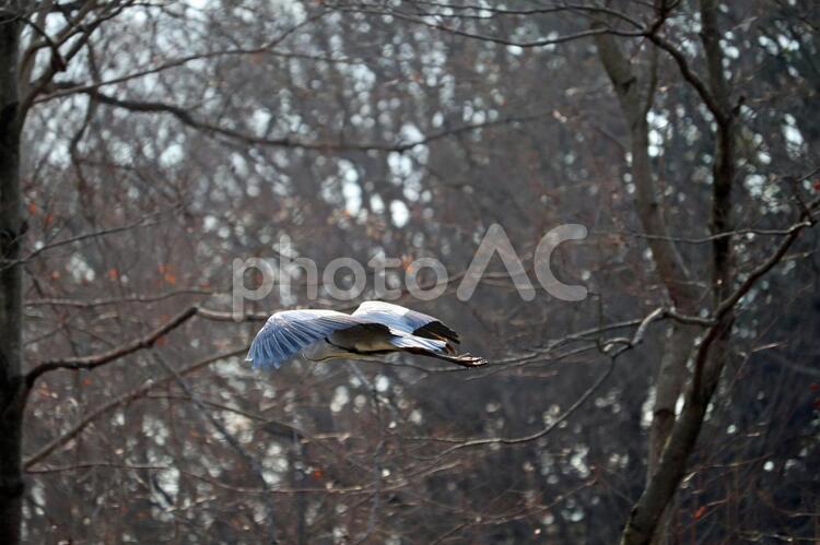 飛ぶ野生のアオサギ アオサギ,野鳥,樹木の写真素材