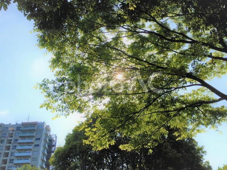 街の木漏れ日 住宅街,公園,街路樹の写真素材
