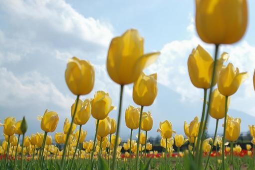 チューリップの写真