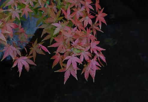 紅葉のもみじの写真