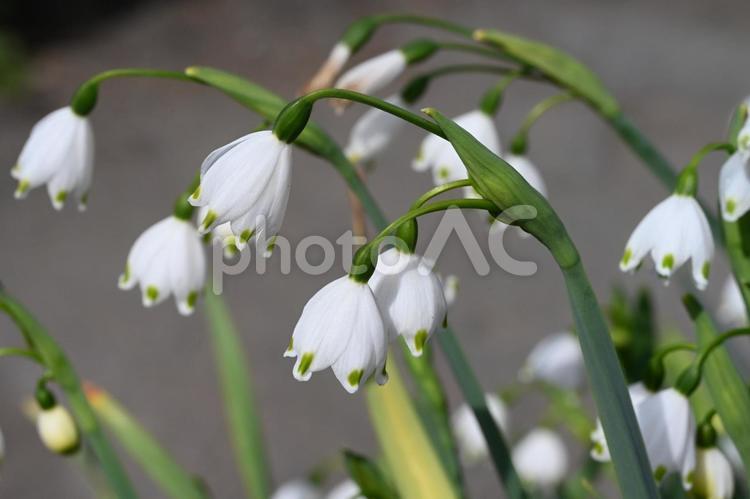 家の庭に咲いた水仙 春,ガーデニング,庭の写真素材