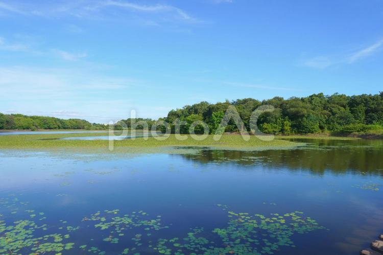 洲原池　洲原公園にて　愛知県刈谷市 自然,風景,景色の写真素材