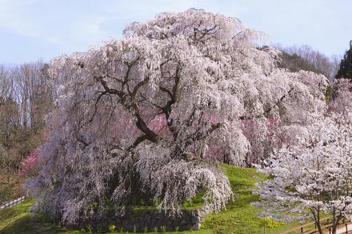 又兵衛桜 大宇陀本郷 又兵衛桜 大宇陀本郷 又兵衛桜,桜,春の写真素材