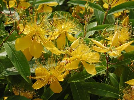 ビョウヤナギ・美容柳　咲く風景 花木,鮮やか,黄色の写真素材