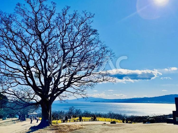 大きな木と菜の花畑広がる海と青空 木,ツリー,大樹の写真素材