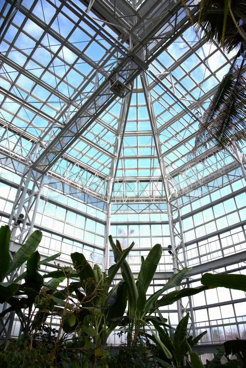 温室と天井と青空と植物 温室,植物,天井の写真素材