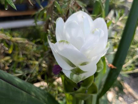 クルクマの写真