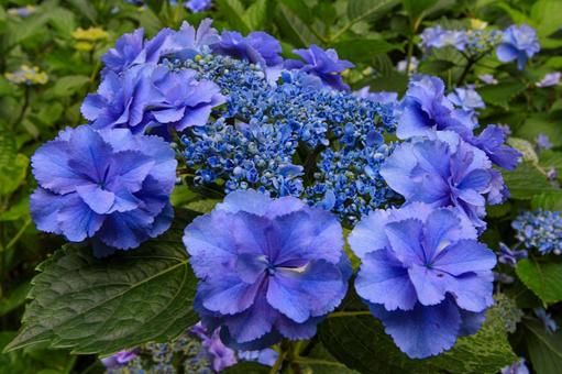 紫陽花 紫陽花の写真