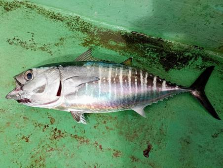 釣ったメジマグロ 釣ったメジマグロの写真