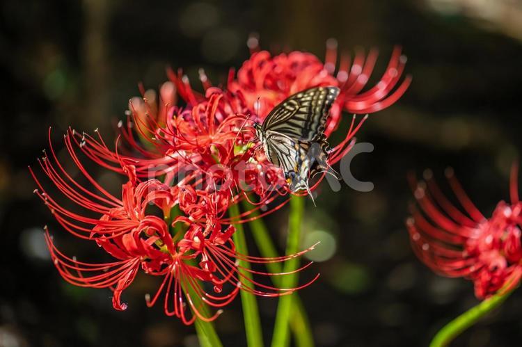 彼岸花とアゲハ蝶　 彼岸花,花,蝶の写真素材