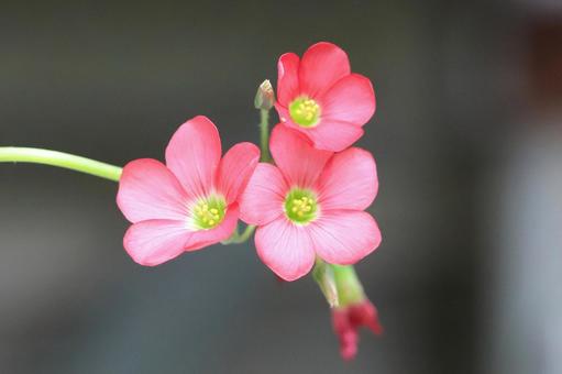モンカタバミの花 モンカタバミの花の写真