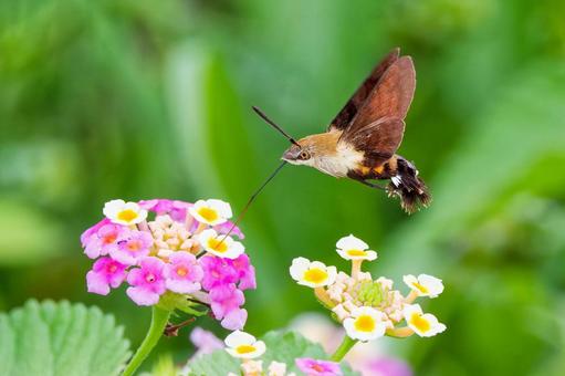 ランタナの蜜を吸うヒメクロホウジャク ランタナの蜜を吸うヒメクロホウジャク ヒメクロホウジャク,蛾,チョウ目の写真素材