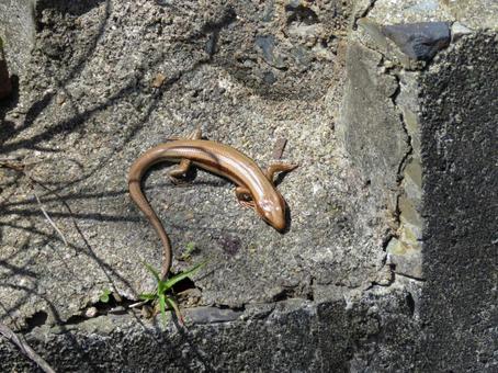 石の上でジッとするトカゲ 石の上でジッとするトカゲの写真