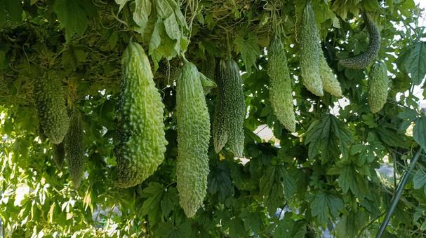 ゴーヤのトンネル ゴーヤのトンネル ゴーヤ,夏野菜,緑の写真素材