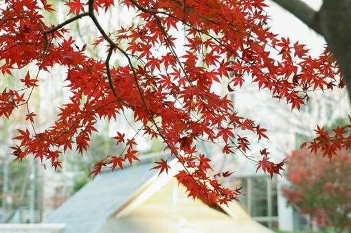 鮮やかなもみじの風景 鮮やかなもみじの風景 紅葉,もみじ,秋の写真素材