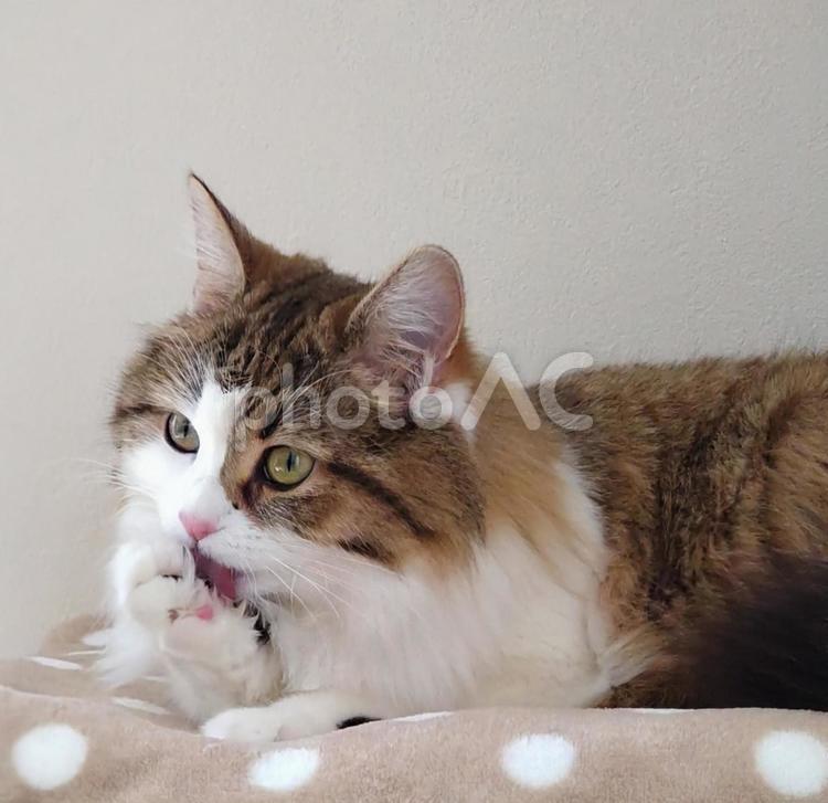 前足をぺろぺろする猫 猫,前足,舐めるの写真素材