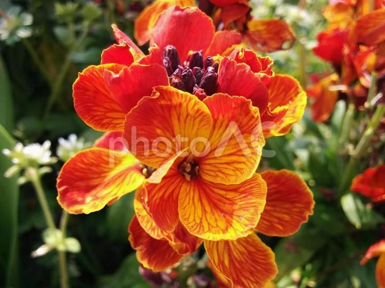 花　匂紫羅欄花　においあらせいとう　ニオイアラセイトウ　紫羅欄花　あらせいとう　アラセイトウ　愛の絆　逆境にも変わらない愛　逆境にも変わらない誠　好奇心　愛情のきずな　永続きする美 匂紫羅欄花,においあらせいとう,ニオイアラセイトウの写真素材