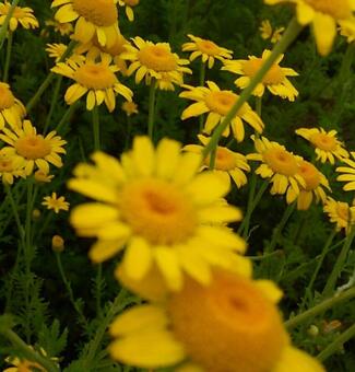 Yellow flower, yellow flowers, small flowers, park, JPG