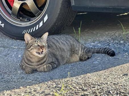 猫ちゃん 猫ちゃんの写真