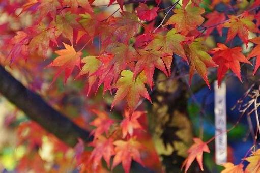 陽射しの中のイロハモミジ イロハモミジ,紅葉,葉の写真素材