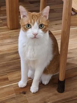 じーっとみる猫(茶白ハチワレ) じーっとみる猫(茶白ハチワレ) ねこ,ネコ,catの写真素材