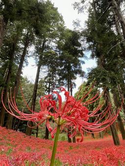 ヒガンバナ(彼岸花) ヒガンバナ(彼岸花) ヒガンバナ,秋,赤い花の写真素材