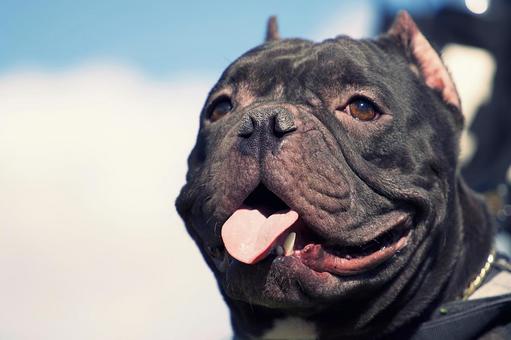 アメリカンブリー 犬,アメリカンブリー,いぬの写真素材