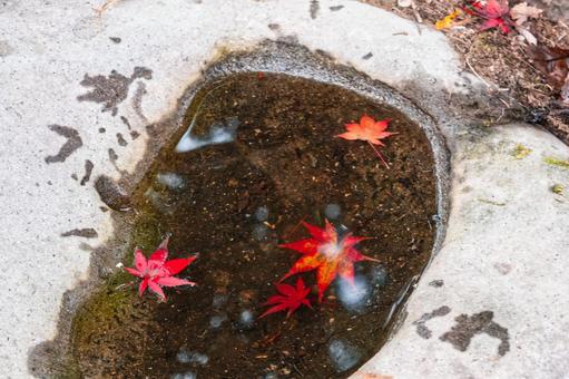 水たまりに浮かぶ鮮やかな赤いモミジ 紅葉,落ち葉,モミジの写真素材