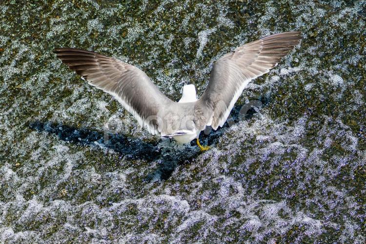ウミネコ⒂ 鳥,ウミネコ,野鳥の写真素材