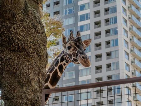 上野動物園のキリン 上野動物園のキリン キリン,動物園,上野動物園の写真素材