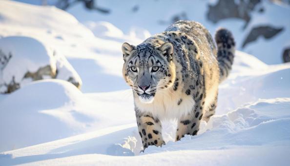 雪の中のユキヒョウ 冬のイメージ 雪の中のユキヒョウ 冬のイメージの写真