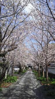 桜道 桜,サクラ,春の写真素材