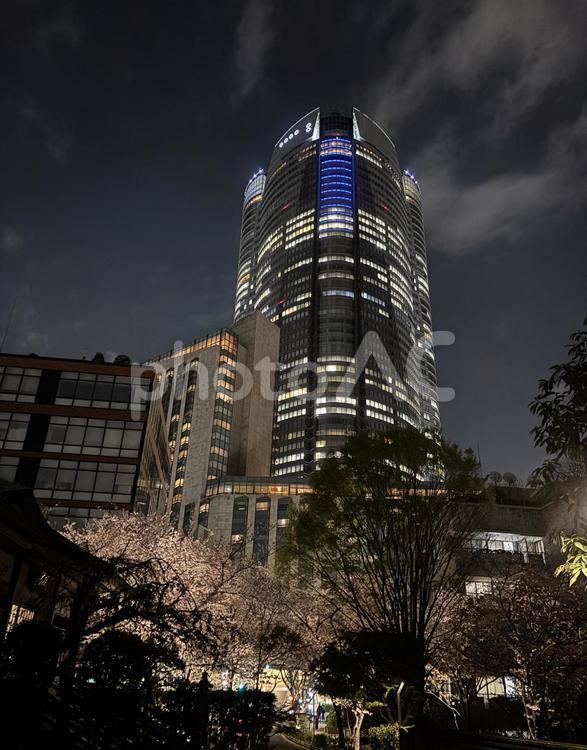 都会の桜 六本木,東京,港区の写真素材