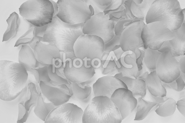 モノクロの薔薇の花びら、花びらの背景素材 花びら,薔薇,背景の写真素材