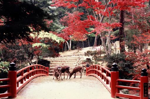 宮島紅葉谷公園 広島県,世界遺産,宮島の写真素材