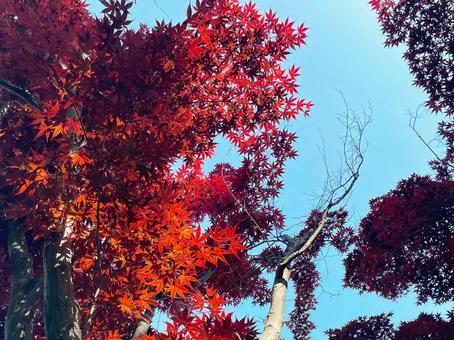 青空に広がる鮮やかな紅葉の樹冠 青空に広がる鮮やかな紅葉の樹冠 紅葉,もみじ,カエデの写真素材