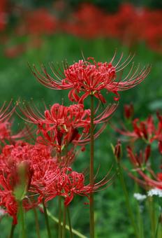 曼殊沙華 曼殊沙華の写真