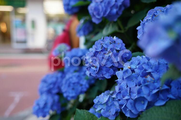 青い花を咲かせるあじさい あじさい,青,紫陽花の写真素材