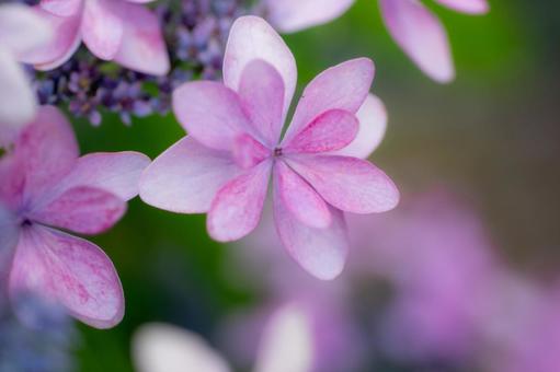 紫陽花12 紫陽花12 紫陽花,植物,花の写真素材