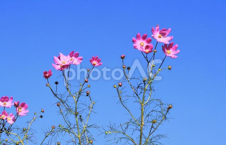 ピンクの秋桜の花と澄んだ青空 秋桜,青空,秋の写真素材