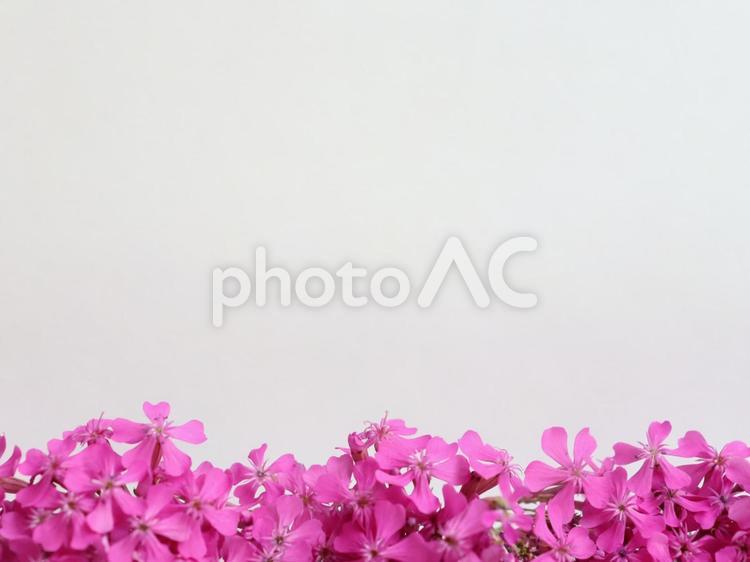 白壁に映える小さなかわいい花の背景画像 花,ピンク,植物の写真素材