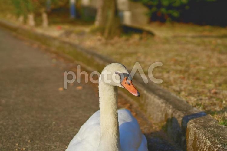 路上に上がったコブハクチョウ 藺牟田池,池,鹿児島の写真素材