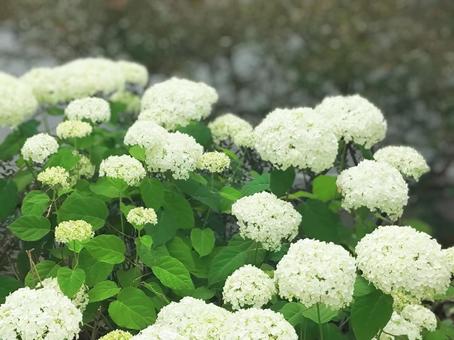 Hydrangea White 2, JPG