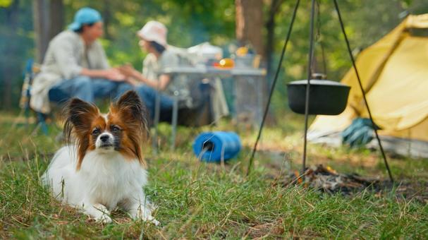 伏せをしている犬 パピヨン,犬,伏せの写真素材