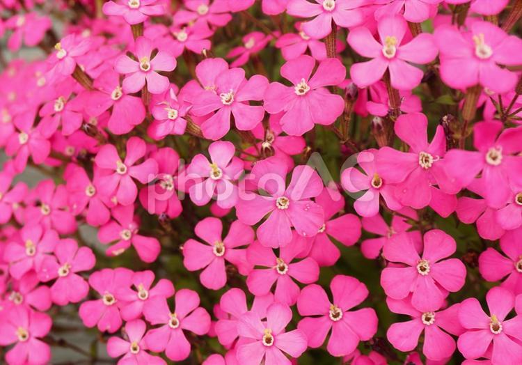 鉢植えのピンクの花たち シバザクラ,しばざくら,春の写真素材