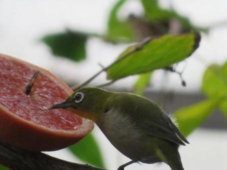 メジロ　アップ メジロ,鳥,野鳥の写真素材
