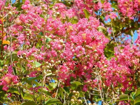 【花の写真】百日紅の花 【花の写真】百日紅の花の写真