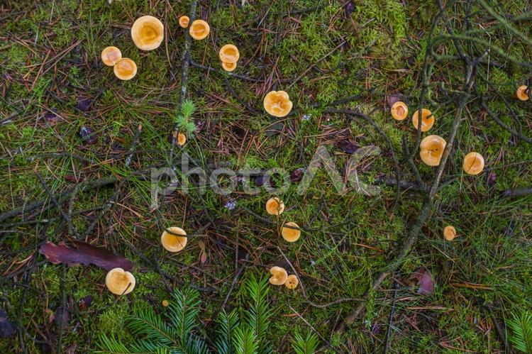 森の中のキノコ キノコ,苔,森の写真素材