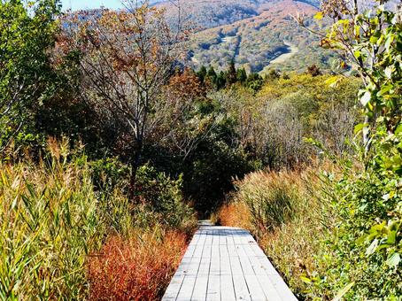 秋の景色１ 秋,紅葉,木道の写真素材