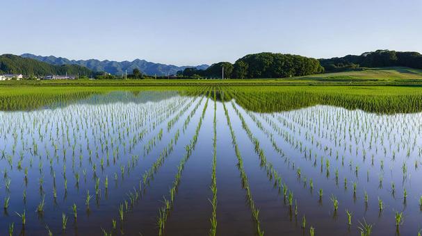 広がる田園風景:新緑の美しい水田 広がる田園風景:新緑の美しい水田の写真